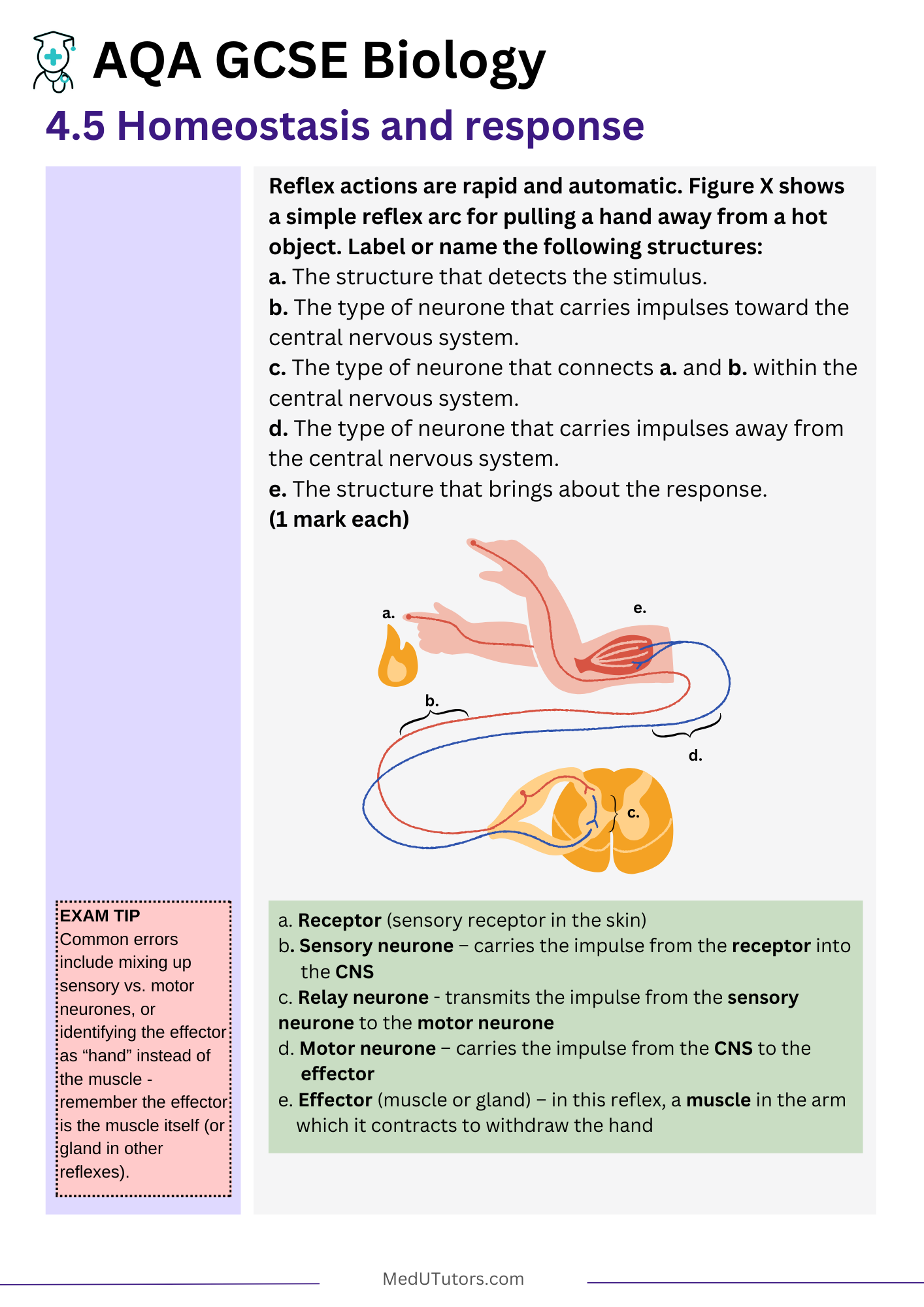 GCSE AQA Biology Exam Master Notes – Complete Pack